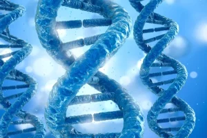 多囊肾病肾脏示意图