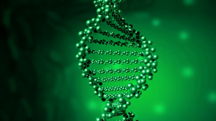 皮肤层次结构与锚定蛋白示意图