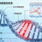 同源重组修复通路与DNA损伤示意图