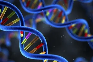 胎儿超声显示枕部脑膜脑膨出