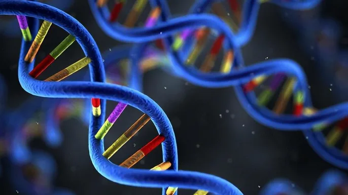 胎儿超声显示枕部脑膜脑膨出