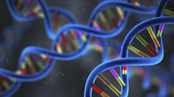 心脏超声对比图：正常vs扩张心室