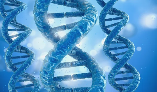 脾脏在体内的位置解剖示意图