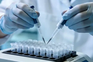 叶酸在人体内的代谢路径示意图