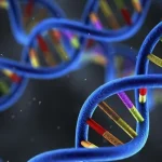 染色体断裂试验显微图像