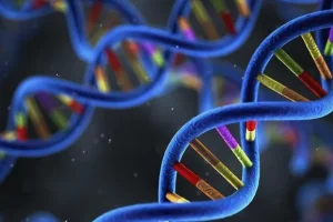 染色体断裂试验显微图像