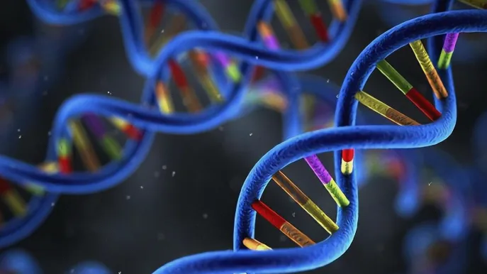 染色体断裂试验显微图像