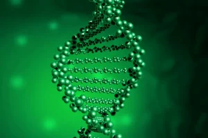 WAS蛋白结构示意图