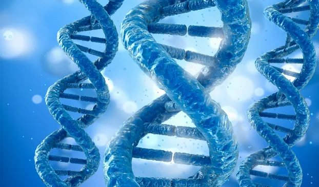 FISH检测显示HER2基因扩增