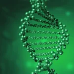 肺腺癌组织HE染色切片