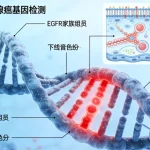 肝细胞修复与AFP产生机制示意图