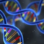 高血压与糖尿病遗传关联机制示意图