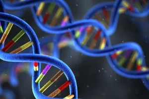 高血压与糖尿病遗传关联机制示意图