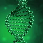 DNA双螺旋结构示意图