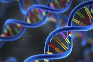 NIPT检测采血过程示意图