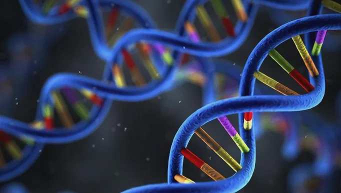 遗传咨询师向夫妇解释筛查报告