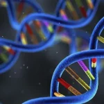 BRCA基因突变示意图