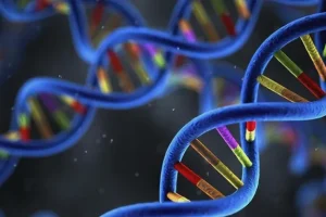 BRCA基因突变示意图