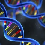 林奇综合征相关DNA错配修复基因示意图