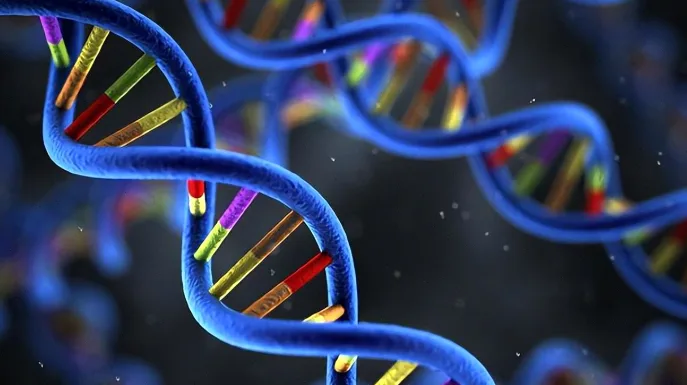 林奇综合征相关DNA错配修复基因示意图