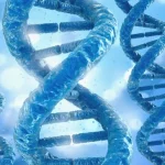 BRCA基因结构示意图