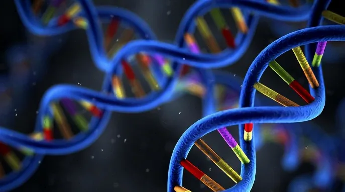 假性软骨发育不全患儿体型特征示意图